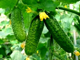 В Башкирии убирают урожай овощей.