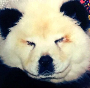 Владелец цирка в Италии раскрашивал собак в панд.