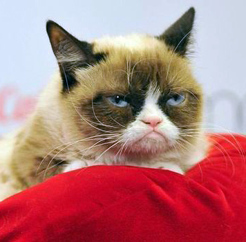 Кошка с угрюмым выражением мордочки озолотила хозяйку