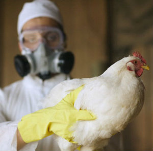В Китае зафиксированы новые заболевшие птичьим гриппом.
